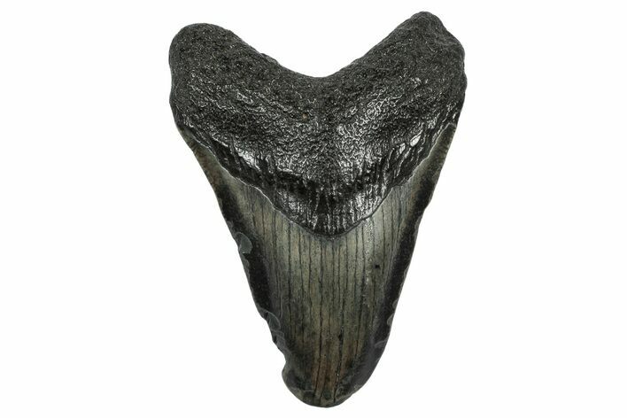 Juvenile Megalodon Tooth - South Carolina #332189